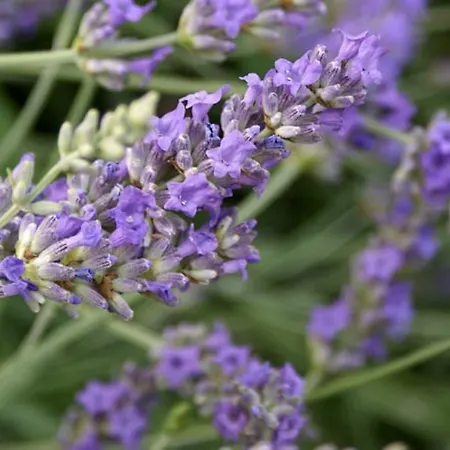 Olimpia Sesto Fiorentino