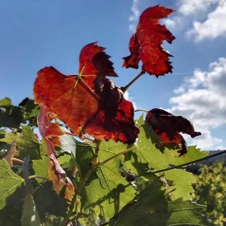 Villa Olimpia Sesto Fiorentino